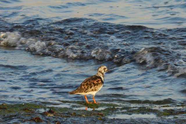 Lama Balice, birdwatching con gli Argonauti nel periodo delle migrazioni